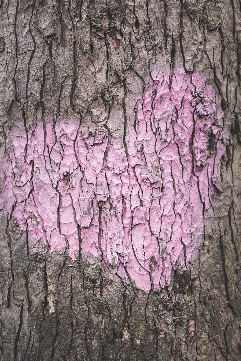 tree trunk pink heart illustration plant